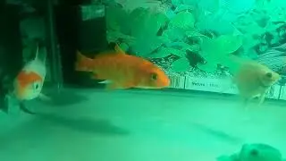 Beautyfull Fish.
