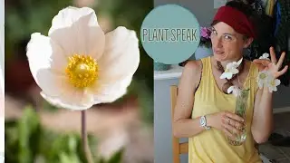 Anemone Sylvestris - snowdrop windflower/Spring perennials/ groundcover/fragrant/cut flower