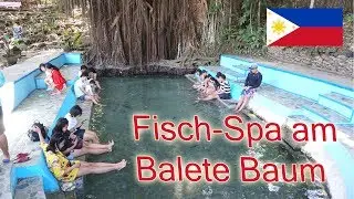 Balete Tree and the most beautiful beach on Siquijor?, Philippines Worldtrip Vlog 95