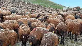 HAILSTORM ON THE MOUNTAIN | A HORSE ENTERED THE SHEEP FLOCK (EPISODE 12)