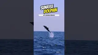Sunrise & Dolphin Watching at Lovina #shorts #dolphinwatching #sunrise #dolphins
