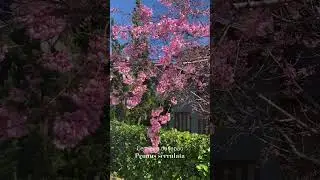 Cherry blossom
