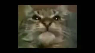 кiт, ты маму мав? Фулл мема