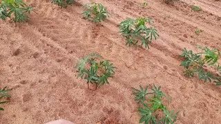 PRAGA ATACANDO CEDO ESSE ANO NA MANDIOCA