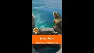 Well Frog