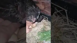наседка высидела первенца