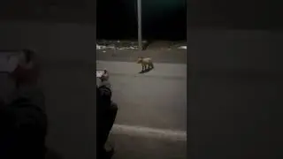 Наглый лис.