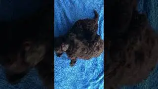 Щенки лаготто. Помёт "Д"