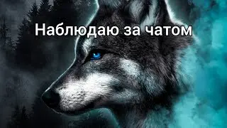наблюдаю за чатом в Wolf simulator Evolution