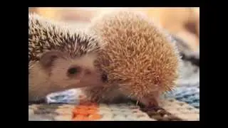карликовые ежи