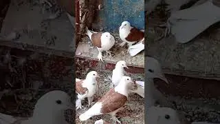 Голуби Ломова С Продам 89080564964