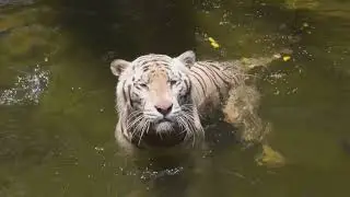 The Tiger (Panthera tigris): Life, Behavior, and Secrets of the King of the Forests 