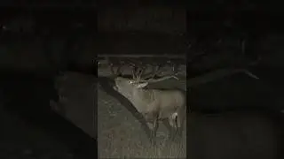 DEV KIZIL GEYİK TİLKİLERİN YANINDA BÖĞÜRÜYOR!