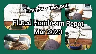 Hornbeam Bonsai New Pot Mar 2023