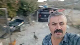 HOROZ LARI TANIYALIM
