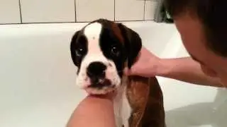 Милый пёс в ванной