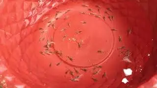 [Doc] ±30 days old (±1.5cm) baby freshwater lobster