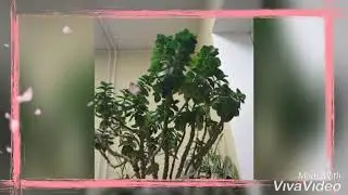 ташкарида киш уйда бахор