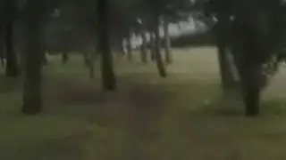 Terror en el bosque..
