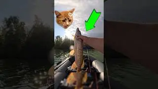 Поймал Щуку на Воблер TsuYoki COLECTOR 130SP. #fishing #рыбалка