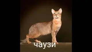 котики Ps рубрика озывание