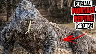 12 Cele Mai MORTALE Reptile De Pe Pamant