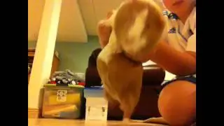Guinea Pig Dancing