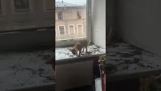 Мама разговаривает с Масяней (часть 2). 😄🐈