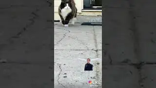 Кошки и магия!