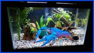 Buying A Rare BLUE LOBSTER For My Aquarium!