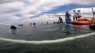 Vertical Green Freediving Competition 2022