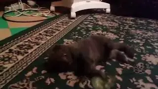 Шотландский Котенок Бося (Босс) играет, нападает