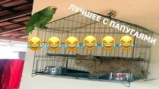 КАЧЕСТВЕННАЯ ПОДБОРКА МОМЕНТОВ С ПОПУГАЯМИ - PARROTS MEMES + (VINES)
