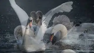 ПОЭМА О БЕЛЫХ ЛЕБЕДЯХ. About White Swans. Poem.