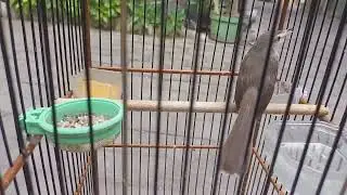 ciwah compeny ngebren rrrrrr masteran  kekinian 