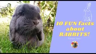 10 FUN facts about RABBITS