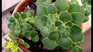Уход за аихризоном в домашних условиях, обрезка комнатного цветка, как поливать дерево любви?