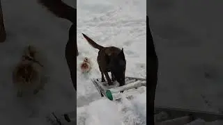 belgian malinois to climbing the leader