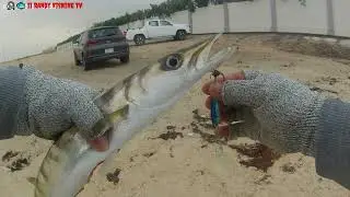 Catching Barracuda Using Jig + UL Saudi Arabia Fishing 🎣🐟 II Randy Fishing TV
