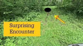 Surprising Encounter During Our Trail Camera Checkup