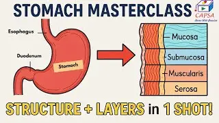 Stomach Structure & Function Explained | Layers, Cells, Nerves, Role