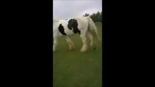 Lunging  | TysonTheClydesdale