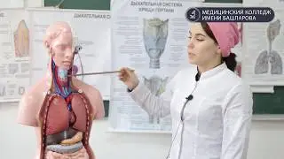 Дыхательная система человека.