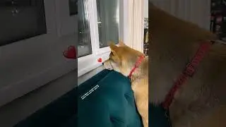 😢 КОГДА МАРТИ СКУЧАЕТ ЗА ЭДИСОНОМ - СТОРИС ЭДИСОН МАЙНКРАФТ 