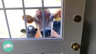 Mama Cow Lost Her Baby, New Rescue Filled Her Heart | Cuddle Buddies
