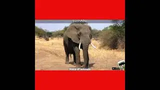 Animal Sound & HD Photos