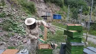 2024 Orman balı hasadı 🍯