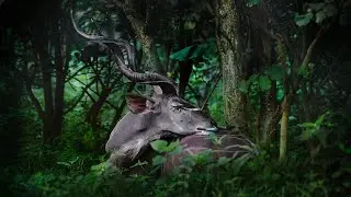 GFX100 II: Wildlife x Alexandrov Klum/ FUJIFILM