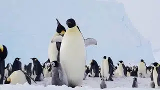 Eve of the Emperor Penguin