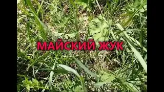 ЖУК